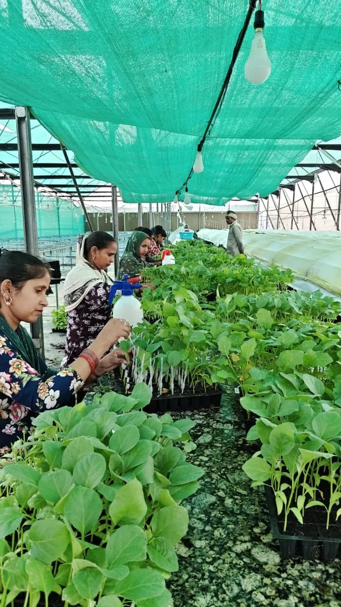 Nursery staff grafting seedlings at a bench under green shade net